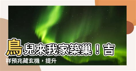 家中有鳥來築巢|野鳥庭前築巢 預示居家風水好兆頭 